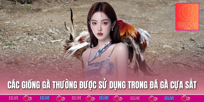 Các giống gà thường được sử dụng trong đá gà cựa sắt