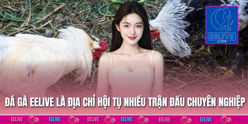 Đá gà EELIVE là địa chỉ hội tụ nhiều trận đấu chuyên nghiệp