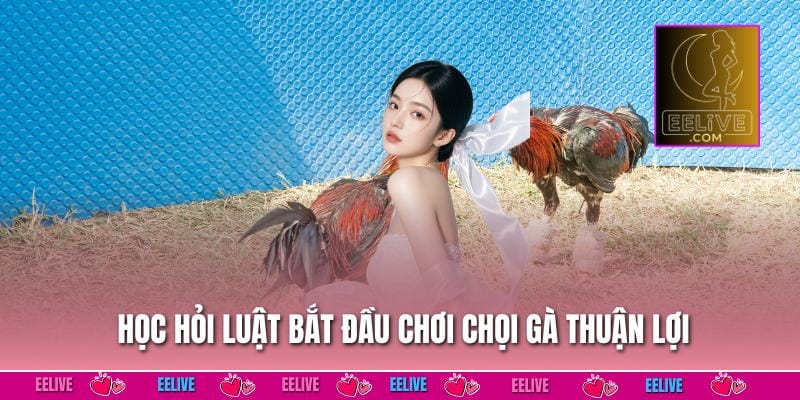 Học hỏi luật bắt đầu chơi chọi gà thuận lợi
