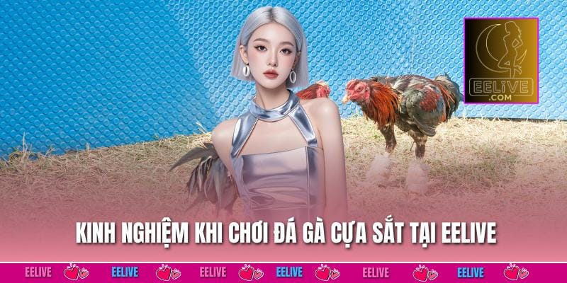 Kinh nghiệm khi chơi đá gà cựa sắt tại EELIVE