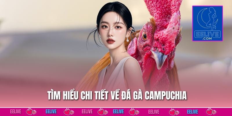Tìm hiểu chi tiết về đá gà campuchia